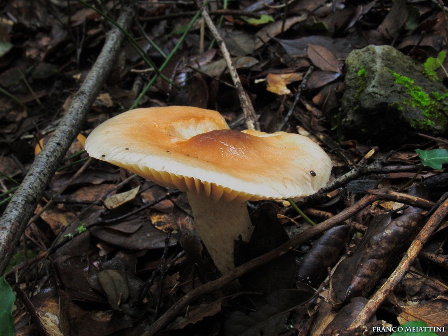 Ritrovamenti fine dicembre 2008 - 3a e ultima parte